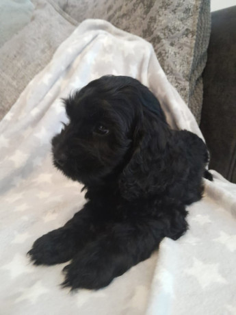 beautiful-boy-cockapoo-big-2