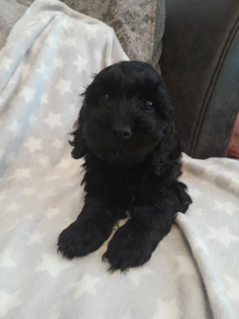 beautiful-boy-cockapoo-big-3