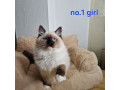 ragdoll-kittens-3-left-small-0