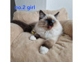 ragdoll-kittens-3-left-small-3