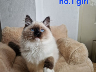 ragdoll-kittens-3-left