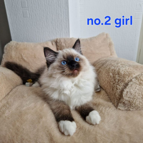 ragdoll-kittens-3-left-big-2