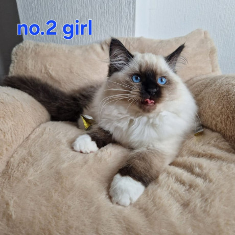 ragdoll-kittens-3-left-big-3
