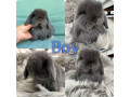 baby-mini-lops-available-small-0