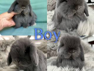 baby-mini-lops-available