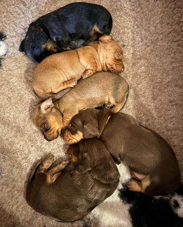dachshund-pups-big-1