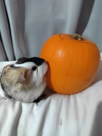 baby-guineapigs-big-0