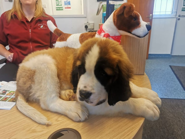 kc-reg-st-bernard-1yr-old-big-3