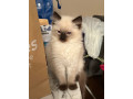 stunning-ragdoll-kittens-boy-girl-16-weeks-small-1