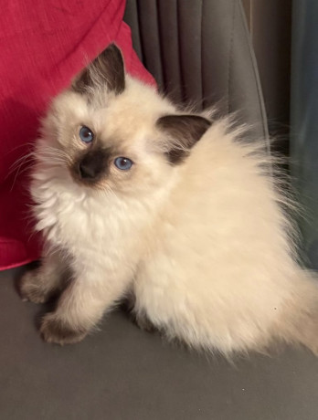 stunning-ragdoll-kittens-boy-girl-16-weeks-big-0