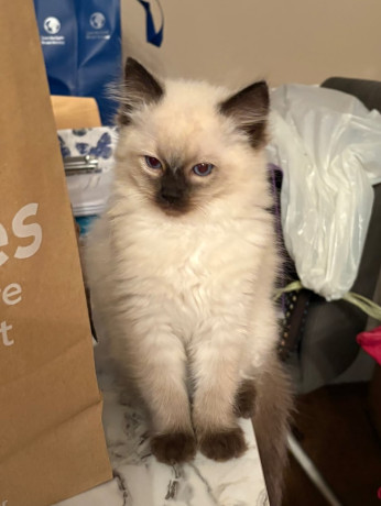 stunning-ragdoll-kittens-boy-girl-16-weeks-big-1