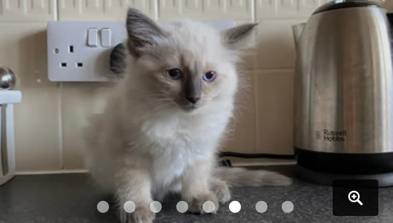 stunning-ragdoll-kittens-boy-girl-16-weeks-big-3