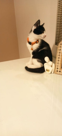 adorable-kittens-in-londonse18-big-3