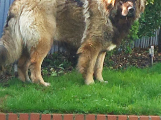 fluffy-bear-looking-for-a-loving-home
