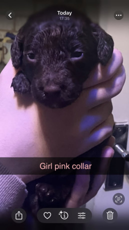 cockapoo-puppies-big-1