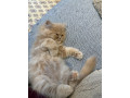 persian-kittens-small-0