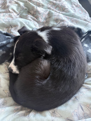 border-collie-puppy-male-12-weeks-big-2