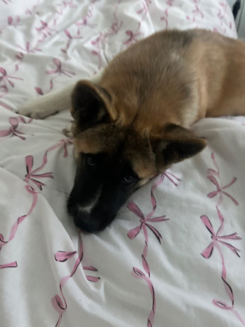 american-akita-big-0