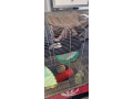 large-cage-rat-chinchilla-birds-small-3