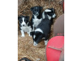 collie-pups-small-0