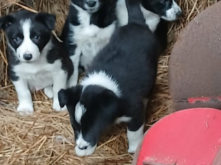 collie-pups