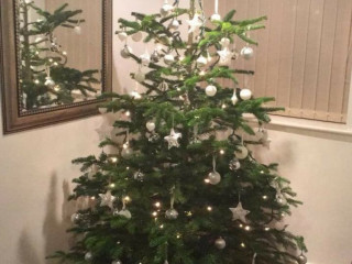 real-tree-nordmann-blue-non-drop-christmas-trees-log-stands