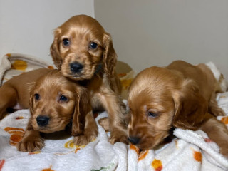 cocker-spaniel-puppies