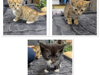 kittens