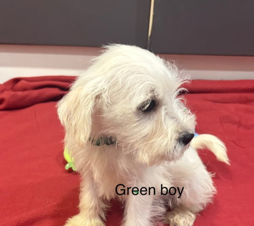 schnoodle-puppies-big-0