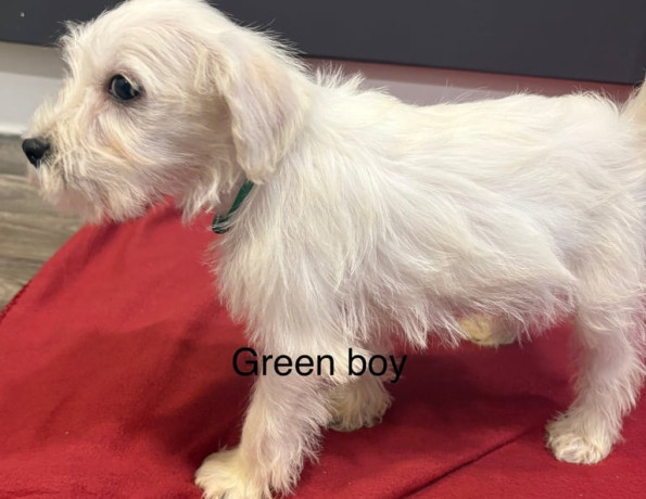 schnoodle-puppies-big-2