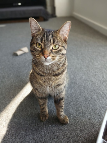 beautiful-tabby-cat-big-1