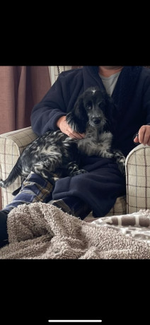 cocker-spaniel-big-0