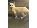 female-white-kitten-small-0