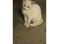 female-white-kitten-small-1