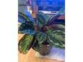 houseplant-small-0
