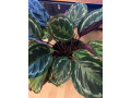 houseplant-small-3