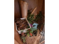 royal-python-and-vivarium-small-3