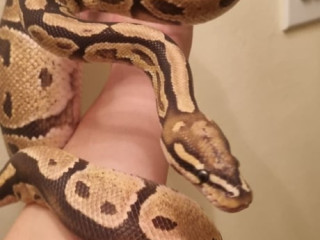 royal-python-and-vivarium