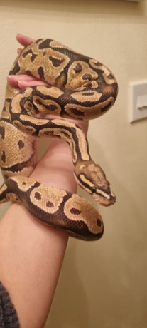 royal-python-and-vivarium-big-0