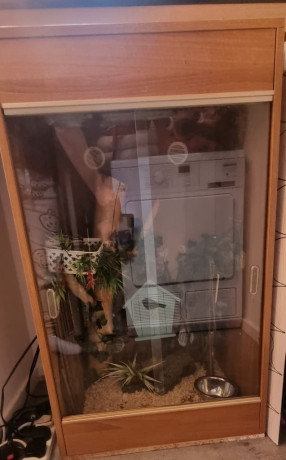 royal-python-and-vivarium-big-2