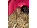boars-looking-for-new-home-small-2