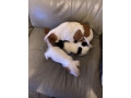 jack-russell-puppies-boy-and-girl-available-small-2