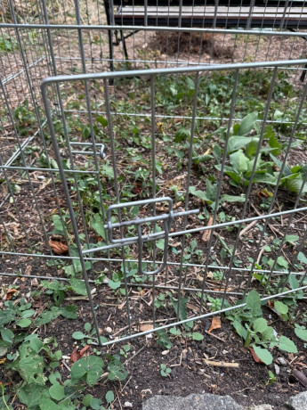 rabbit-guinea-pigss-2-cages-indoor-and-outdoor-big-2