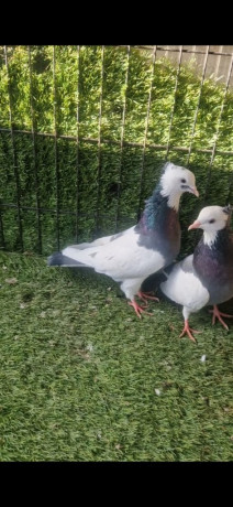 iranian-pigeons-big-2