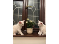 adorable-white-kittens-looking-for-their-forever-home-small-1