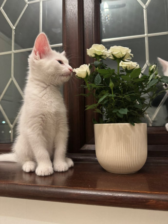 adorable-white-kittens-looking-for-their-forever-home-big-2
