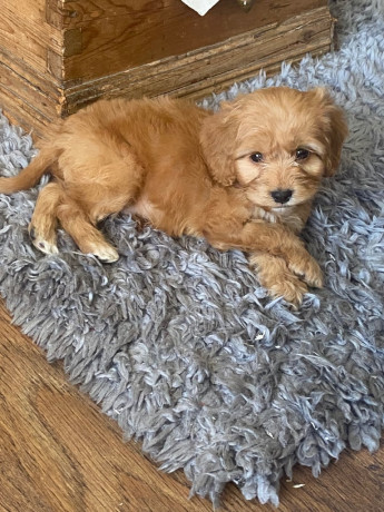 f1-cockapoo-boy-big-0