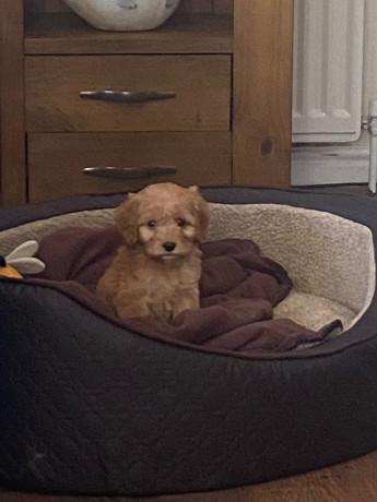 f1-cockapoo-boy-big-2