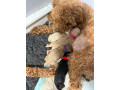 cavapoochon-pups-small-0