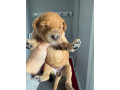 cavapoochon-pups-small-2